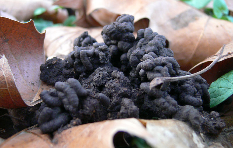File:Platanus litter and earthworm casts (Lamiot).jpg