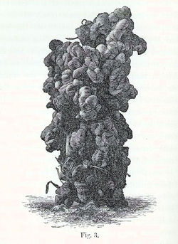 Tower-like cast, reported to belong to ''Perichaeta'' sp.jpg