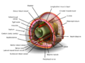 Earthworm transversal view.png