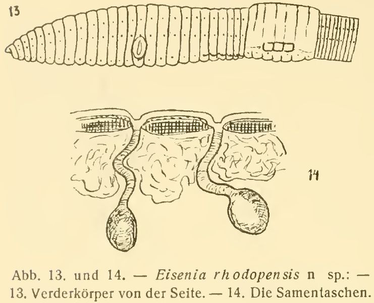 File:Dendrobaena rhodopensis Morpho.jpg