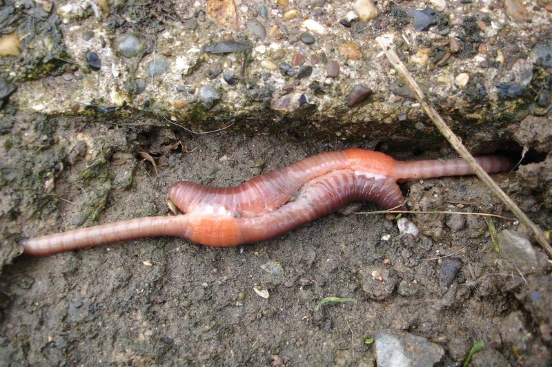 File:Earthworm copulation.jpg