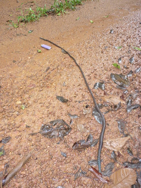 File:Giant earthworm (Fr Guiana).JPG